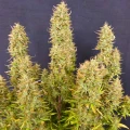 thumb of Afghani Auto by WeedSeedsExpress grown by smoking_hills9